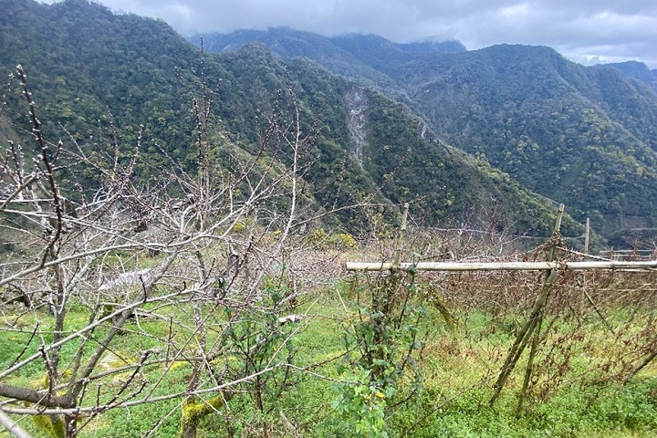 大自然歷練下的西瓜李 得來不易